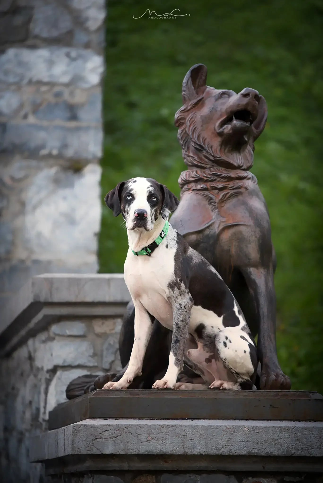 Heavy Duty Adjustable Nylon Dog Collar